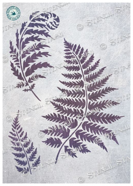 Ferns / Farn